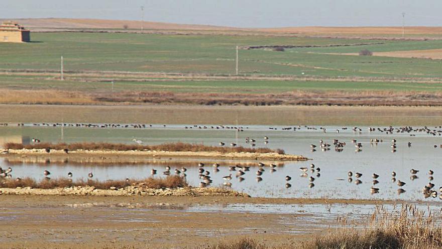 La Junta analizará el estado de conservación de las Lagunas de Villafáfila