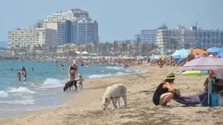 MAPA | Les millors platges de l'Empordà per anar amb el teu gos