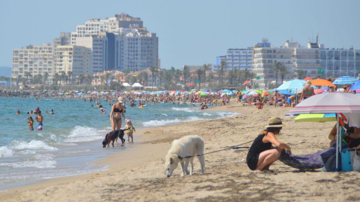 Gossos i propietaris gaudeixen del sector destinat als animals de companyia a la platja de la Rubina d’Empuriabrava