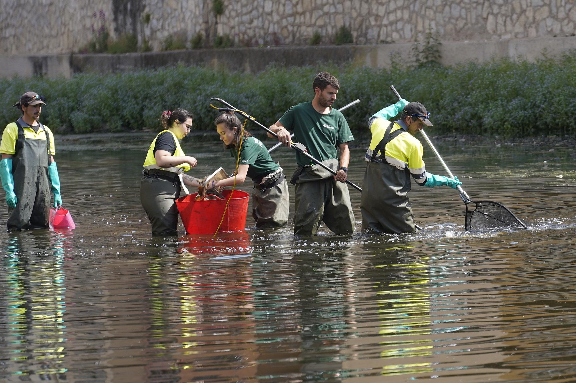Comença la pesca elèctrica de peixos al riu Onyar de Girona