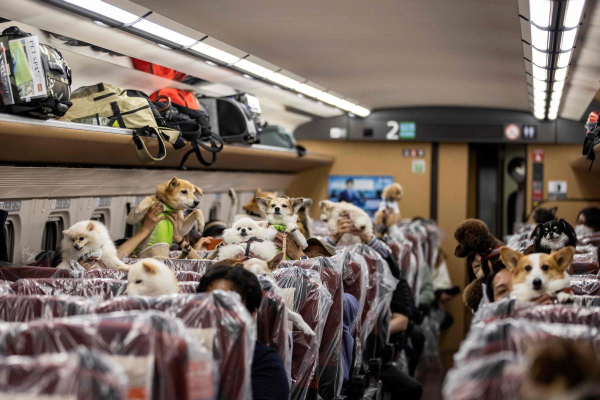 Interior del vagón del tren bala habilitado para que los pasajeros con mascota puedan viajar con ellas fuera de los habituales transportines