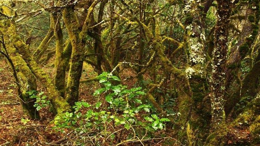 Sendero en Hermigua.