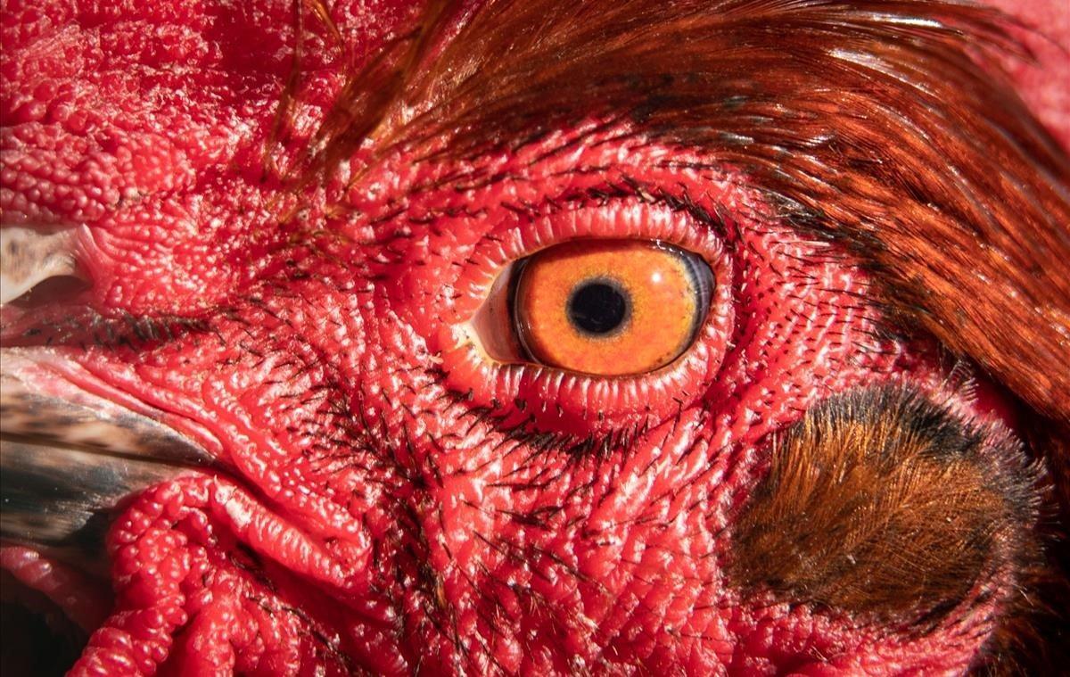 Detalle del ojo de un gallo expuesto en la Feria de Fráncfort, Alemania. Es una de las más tradicionales de Europa, data del siglo XII.