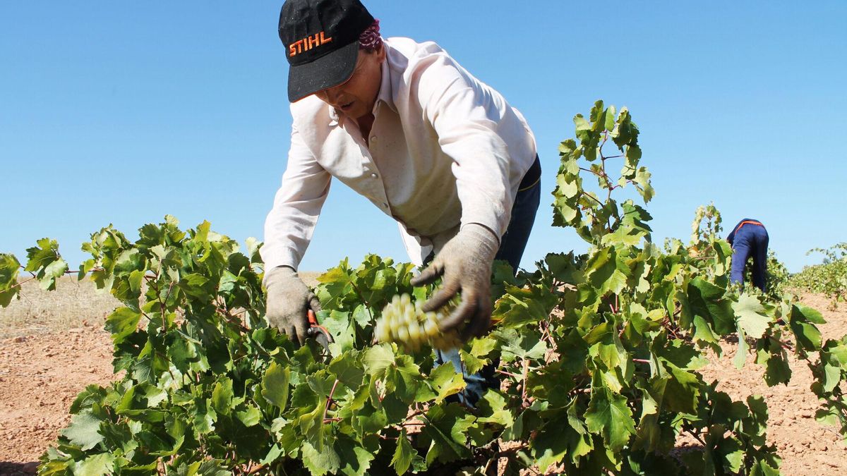 Genética forense para identificar a los “padres” del Cabernet Sauvignon, el Chardonnay y otros vinos