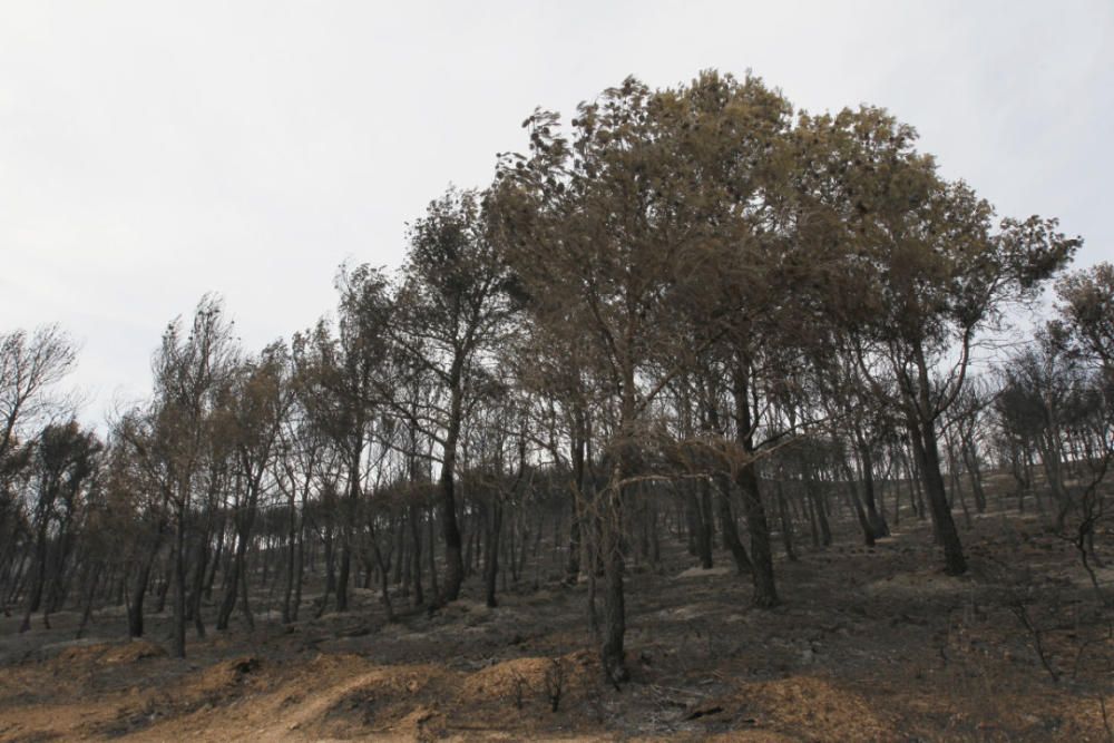 Andilla: ocho años desde su gran incendio