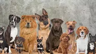 Todas las razas de perros: más caras, pequeñas, grandes, hipoalergénicas...