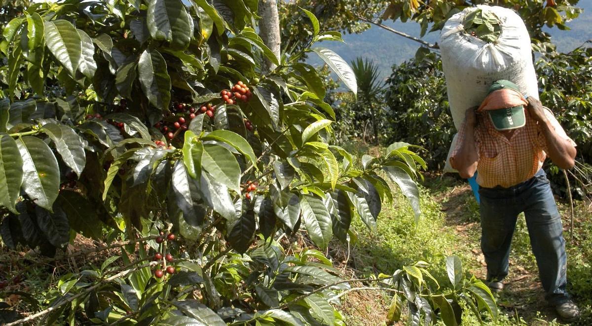 Los países proveedores sufren el cambio climático y la destrucción de su biodiversidad
