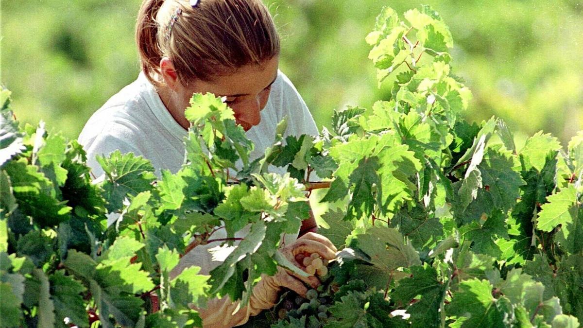 Una mujer corta uvas en una cepa.