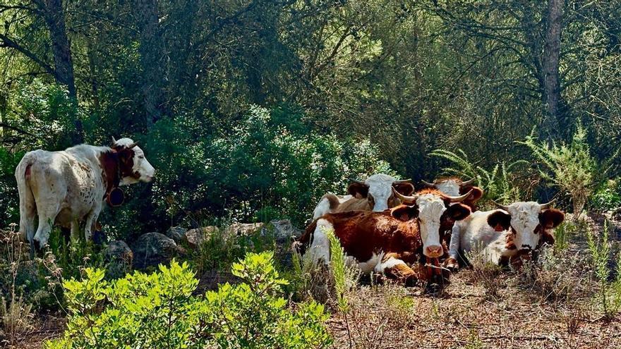 La ganadería extensiva "combate" incendios en la Marina Alta: las vacas ya pacen en la Font de la Mata de Gata
