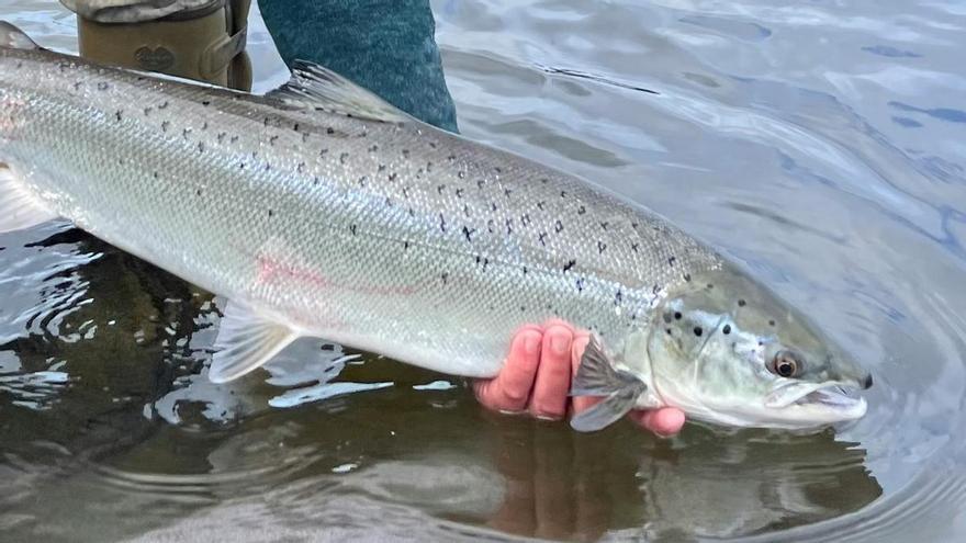 Una investigación desvela la muerte de millones de peces envenenados o asfixiados en piscifactorías