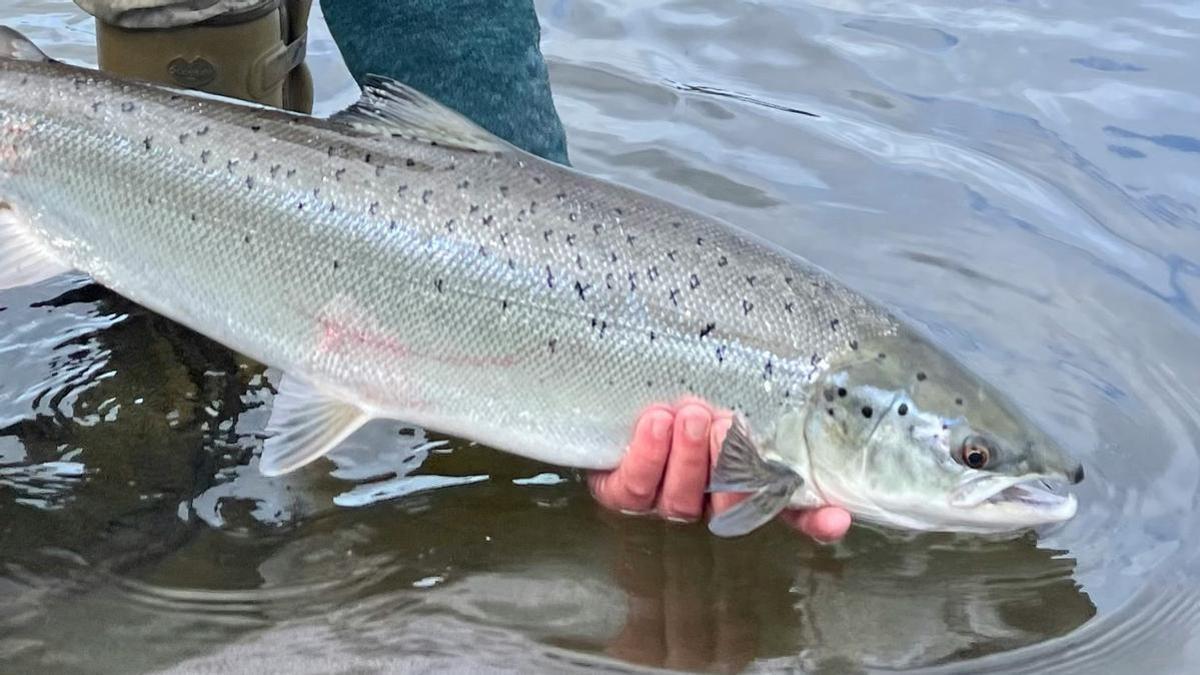La denuncia desvela las condiciones de producción de salmones en algunas piscifactorías