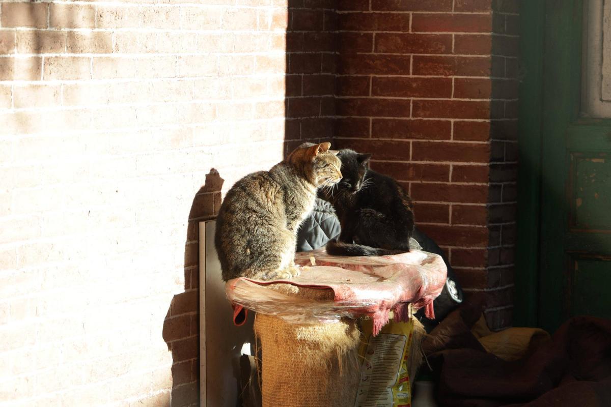 Una colonia felina en Cáceres