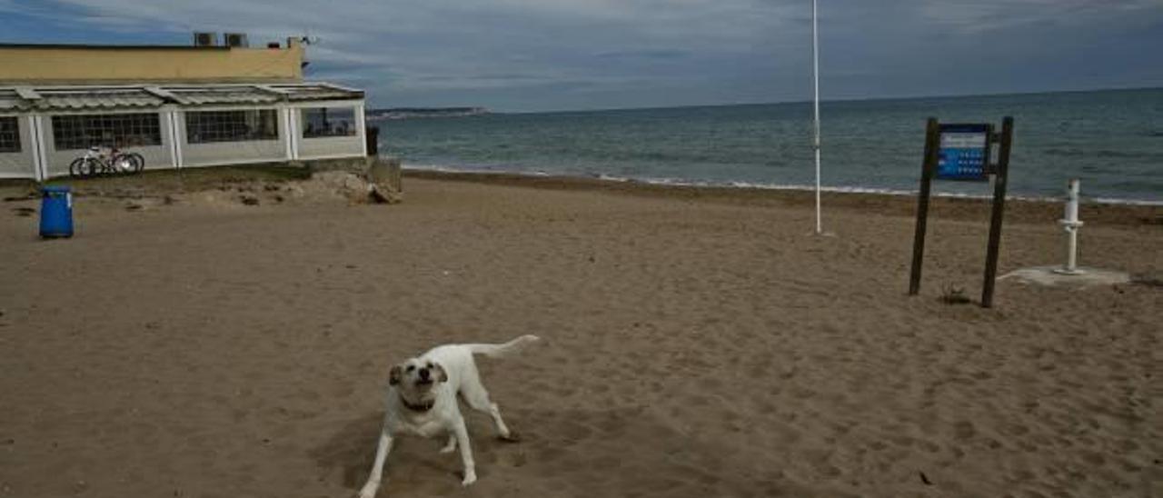 Una plataforma vecinal propone pedir la bandera Ecoplayas para hacer compatible la zona canina