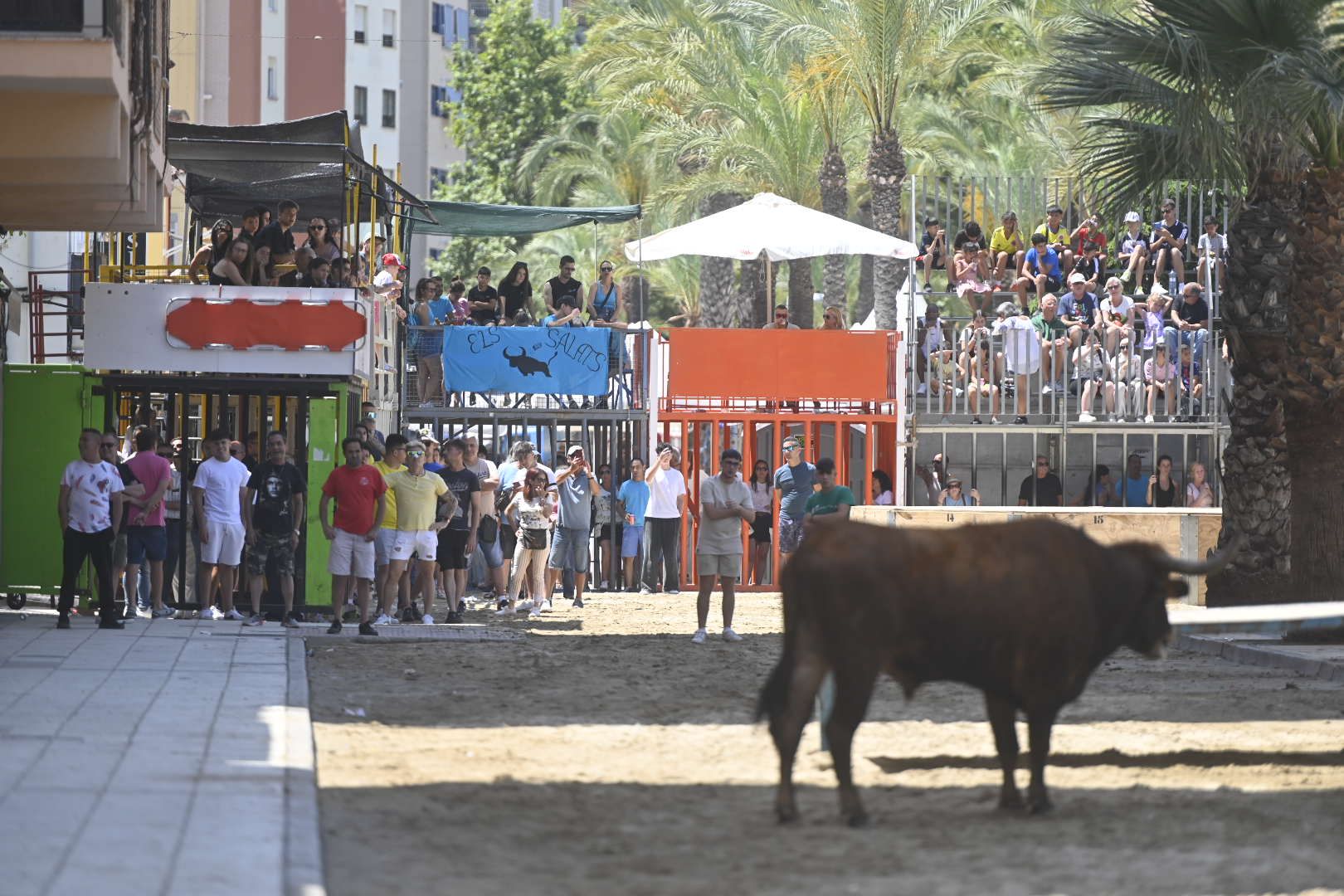 El ‘bou’ toma protagonismo mañana, tarde y noche en el Grau en fiestas