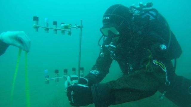 El Gram és una fanerògama marina dioica, una planta que viu permanent dins el mar i que té individus femenins i masculins | FUNDACIÓ ALIVE