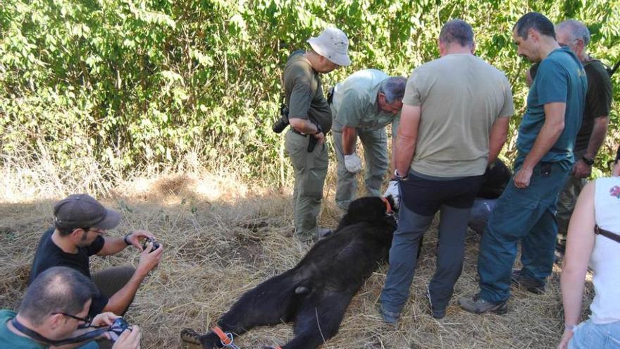 Agentes de la Guardia Civil y miembros de la Fundación Oso, junto al animal, tras anestesiarlo.