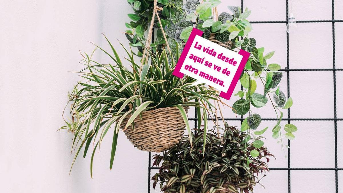 8 trucos para que no se te mueran las plantas dentro de casa