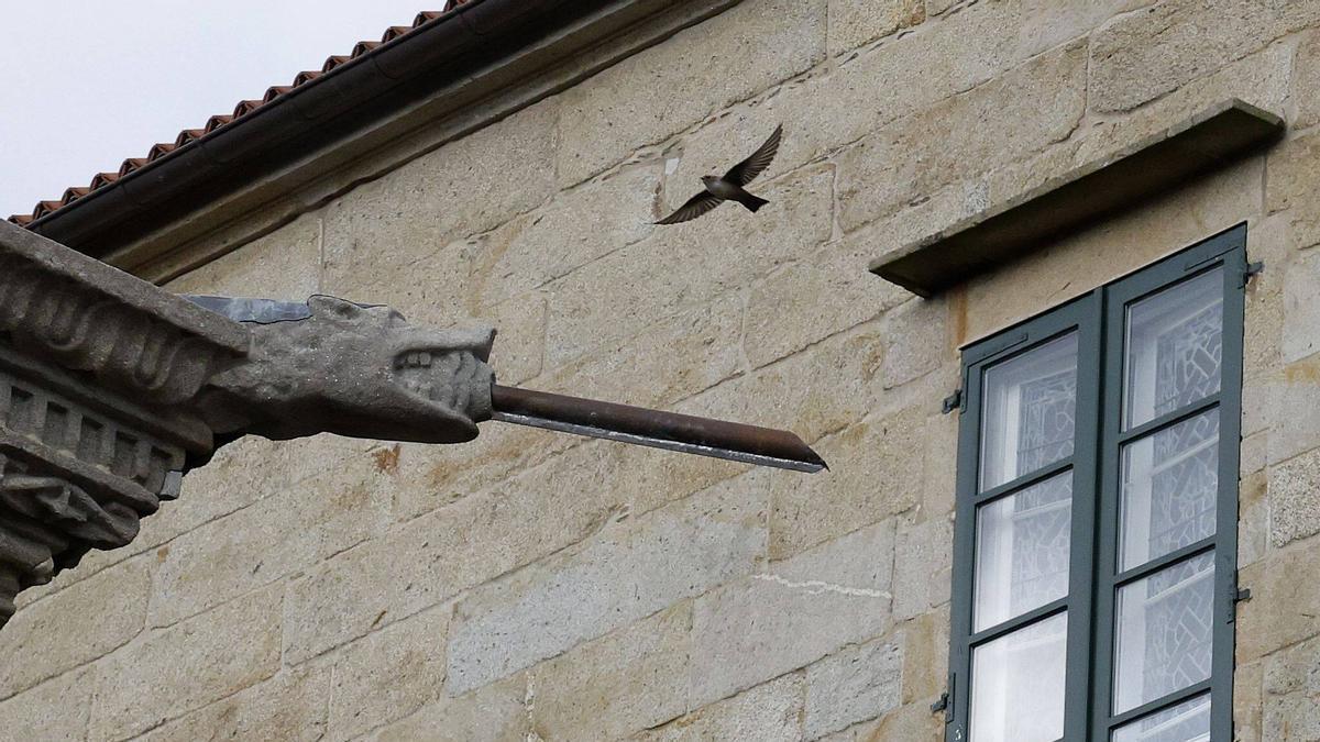 Detalle dunha das gárgolas do Hostal dos Reis Católicos