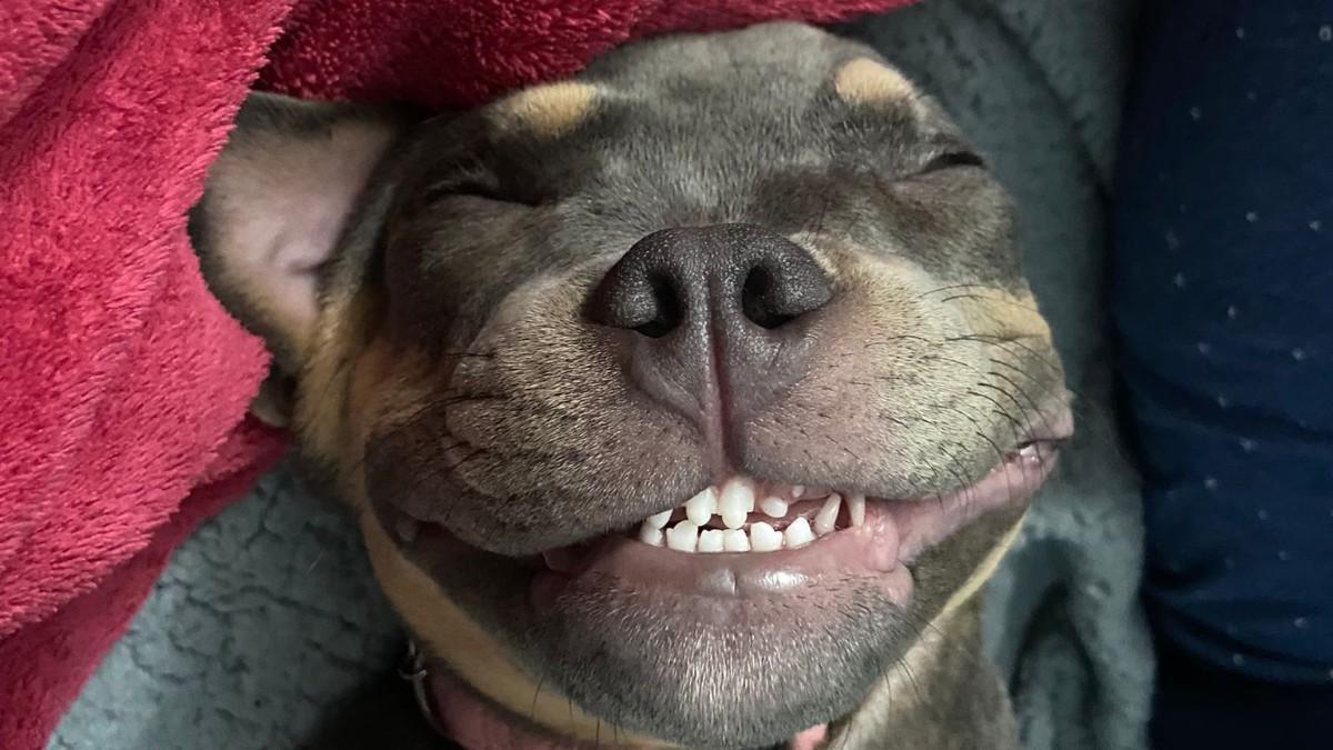 El perro más caro del mundo: un criador paga 5,3 millones de euros por un "perro lobo".