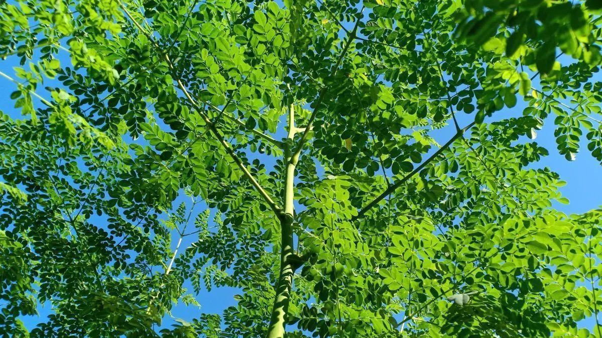 El 'árbol milagroso' o moringa tiene numerosas propiedades