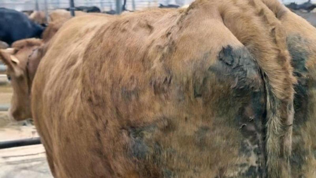 La vaca mestiza pagada a 8.200 euros