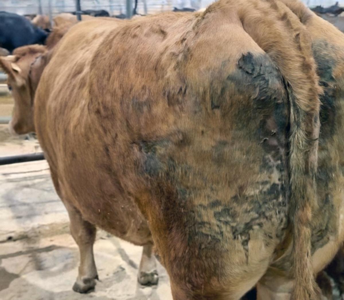 La vaca mestiza pagada a 8.200 euros
