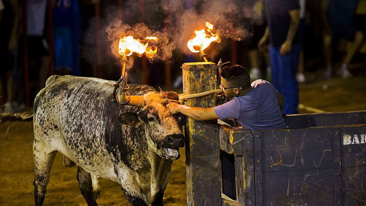 «Bou embolat» en la localidad de Albal.  | EFE/BIEL ALIÑO