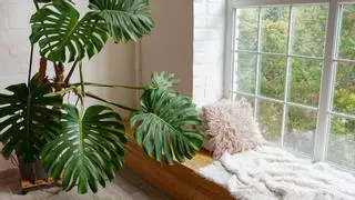 Plantas de interior resistentes y grandes: El secreto mejor guardado de los diseñadores de interiores