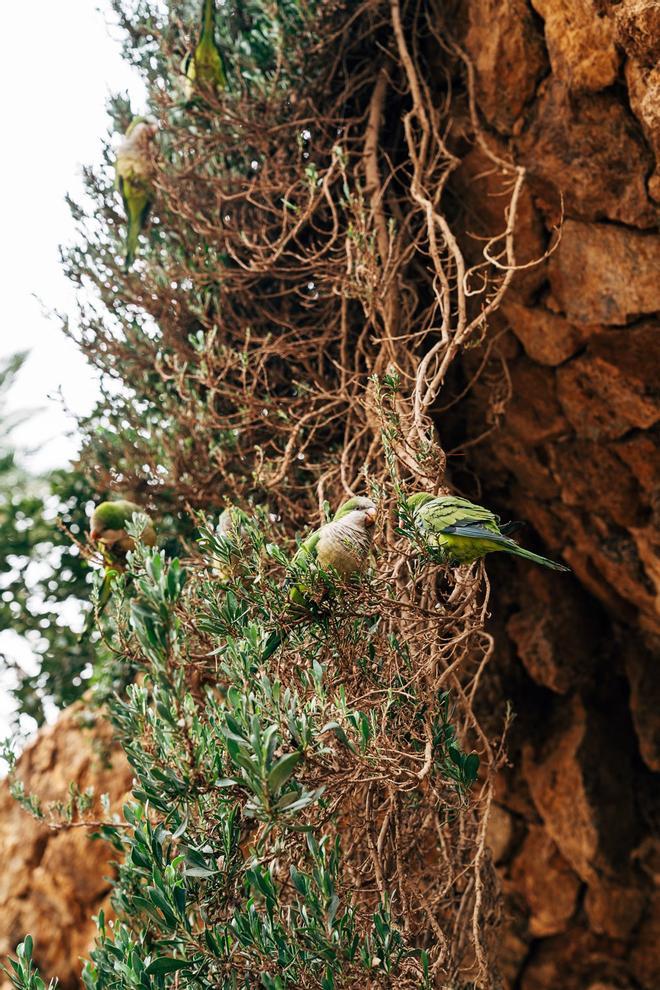 Pájaros Parque Güell