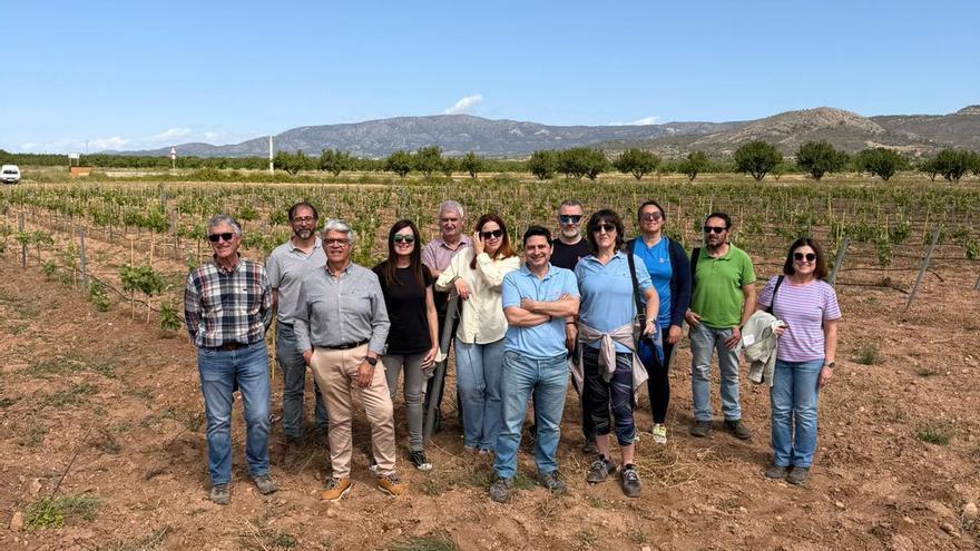 Alicante lidera una investigación sobre la Monastrell