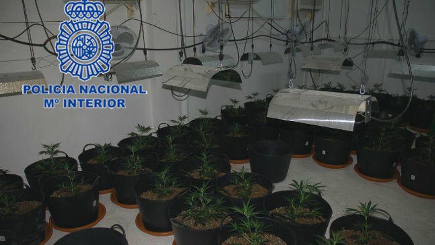 La plantanción que la Policía encontró en Benferri