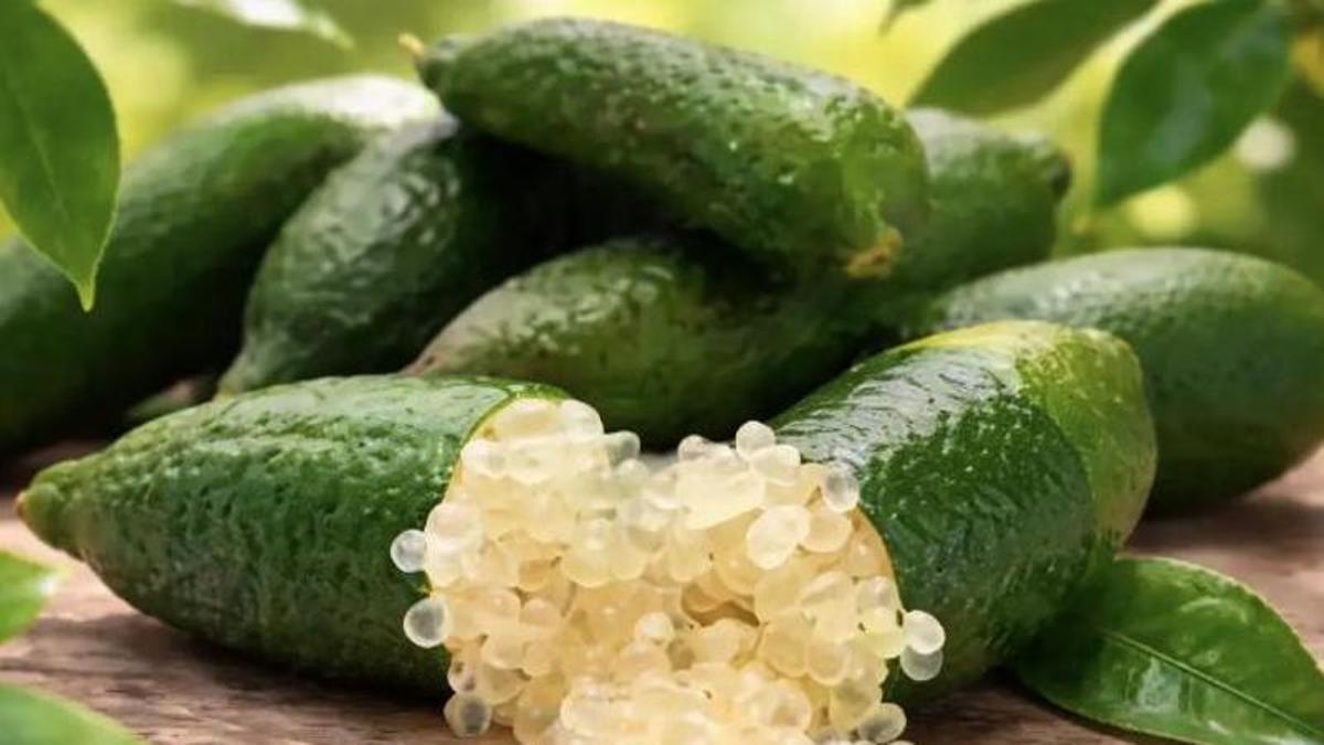 El denominado caviar cítrico es un fruto que tiene su origen en Australia. En su interior tiene unas bolitas perladas que en el paladar generan una atractiva sensación entre refrescante y ácida. Citrvs, empresa de Antequera, es su mayor productor en España.