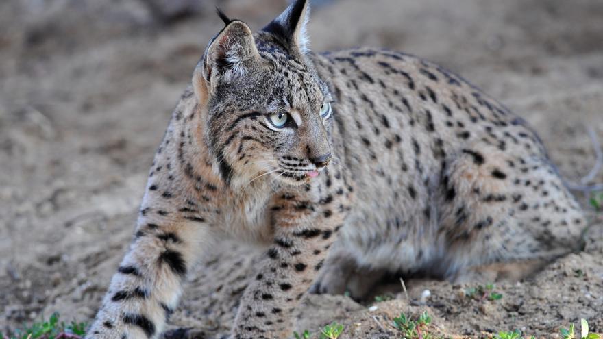 Misión lince ibérico 2028 en el monte valenciano: Medio Ambiente trabaja para reintroducir la especie en dos años