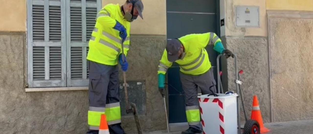 Manacor ha aumentado las actuaciones este año contra las plagas.