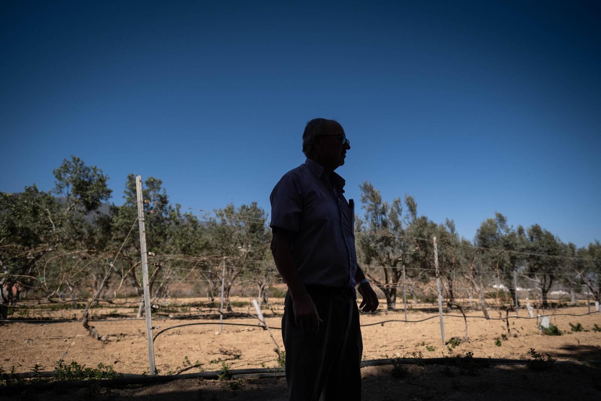 Manuel Marrero. agricultor afectado por la sequía