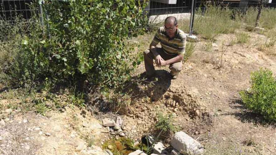 El concejal de Administración Interior observa un manantial que brota junto a las gradas en el que las ranas campan a sus anchas