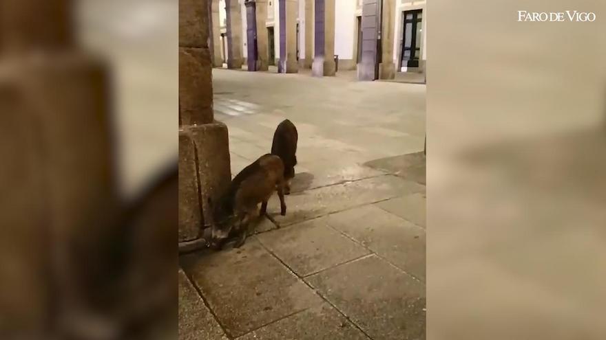 Las jabalíes, de paseo por María Pita