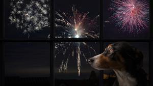 Un perro observa pirotecnia por la ventana.