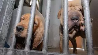 Salud Pública incrementa los fondos para la recogida de animales por la noche y los festivos