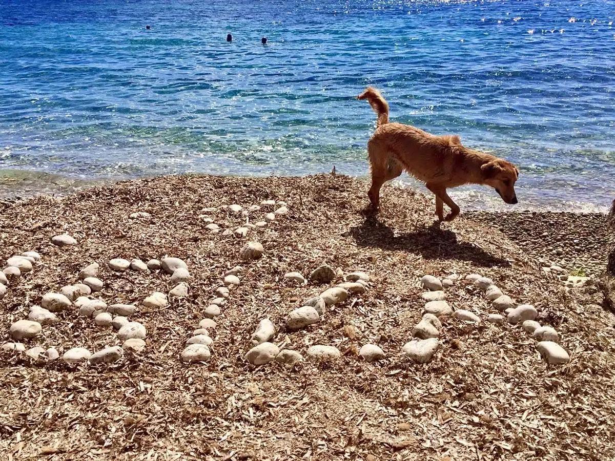 Ibiza is dog-friendly.