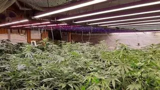 Detenen un home i una dona a Òdena per cultivar 567 plantes de marihuana en el magatzem del seu domicili