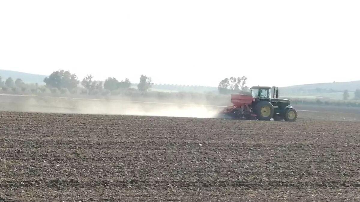 Labores agrícolas en una finca de cereal de la provincia de Córdoba.