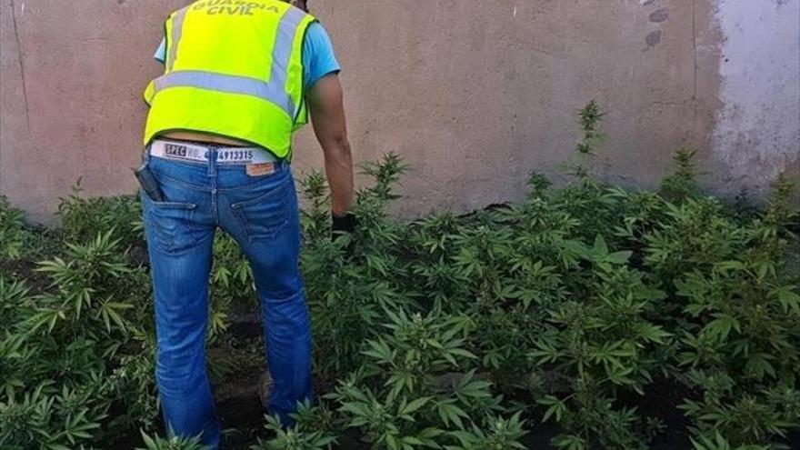 Un detenido por cultivo de marihuana y posesión de piezas arqueológicas