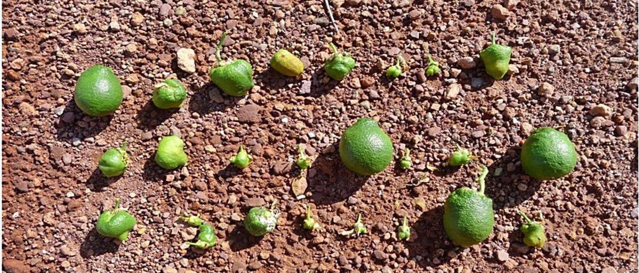 Muestras de cítricos en su fase inicial de engorde dañados por &#039;cotonet&#039;