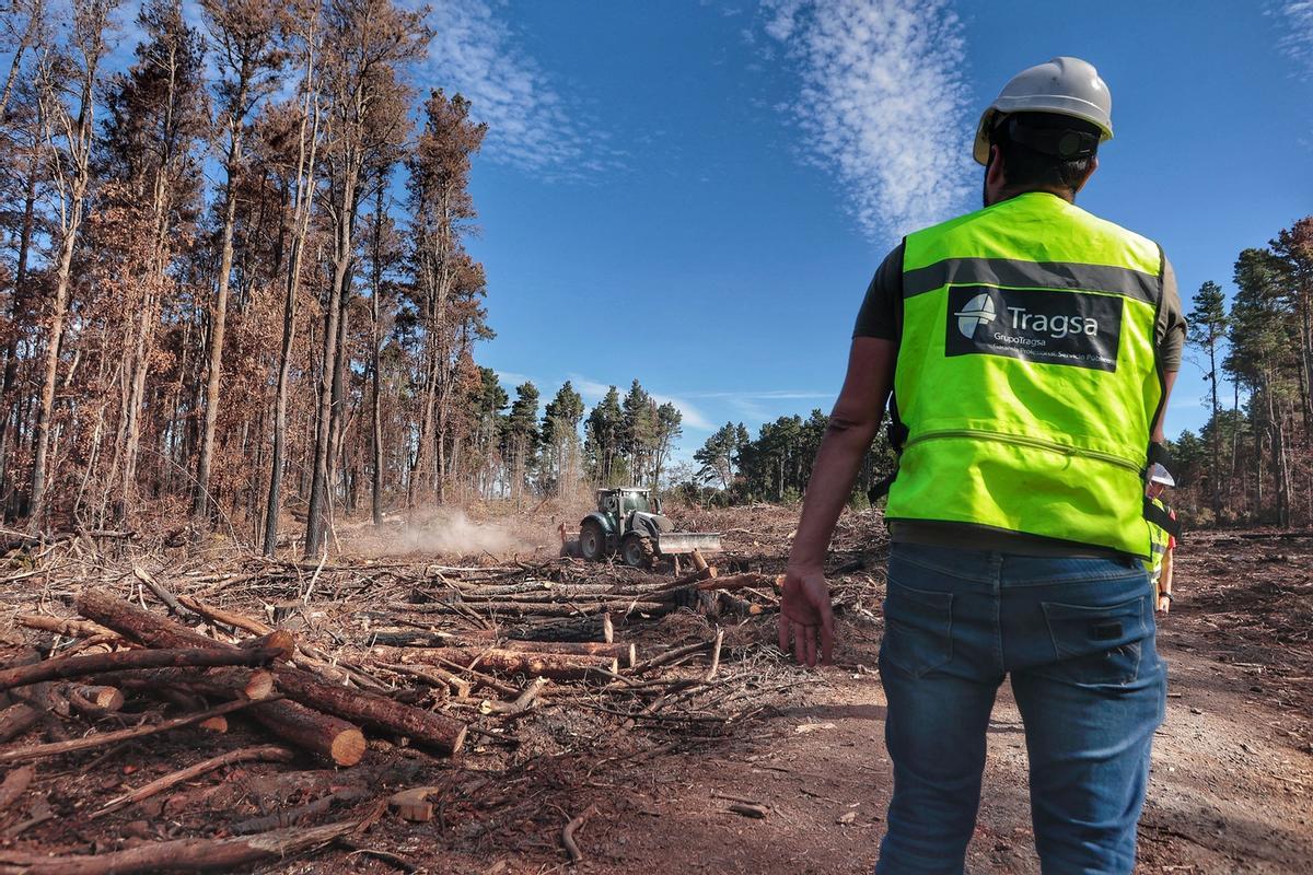 Un trabajador contempla una zona quemada de pino radiata