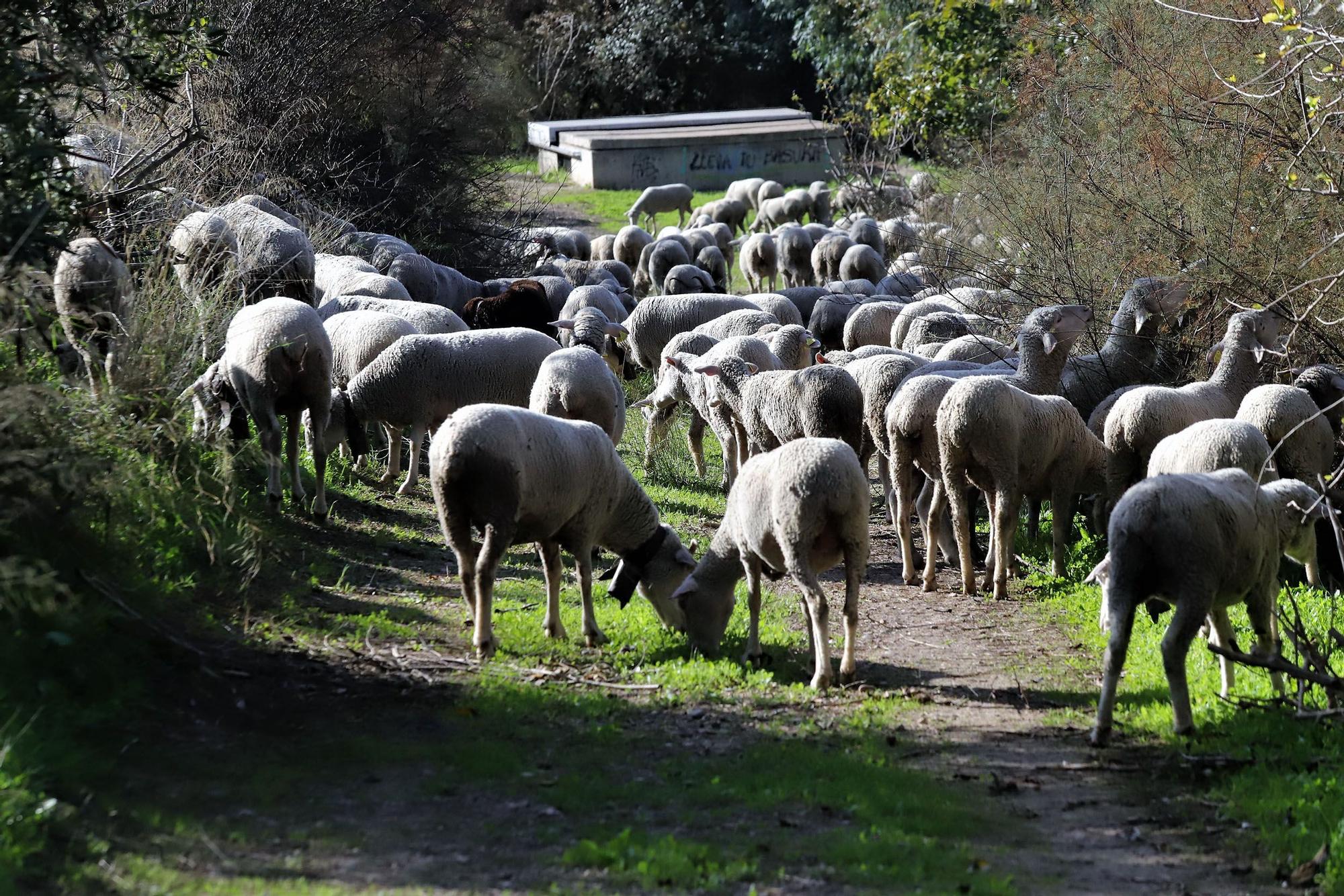 Trashumancia: Un rebaño de ovejas por la Calahorra