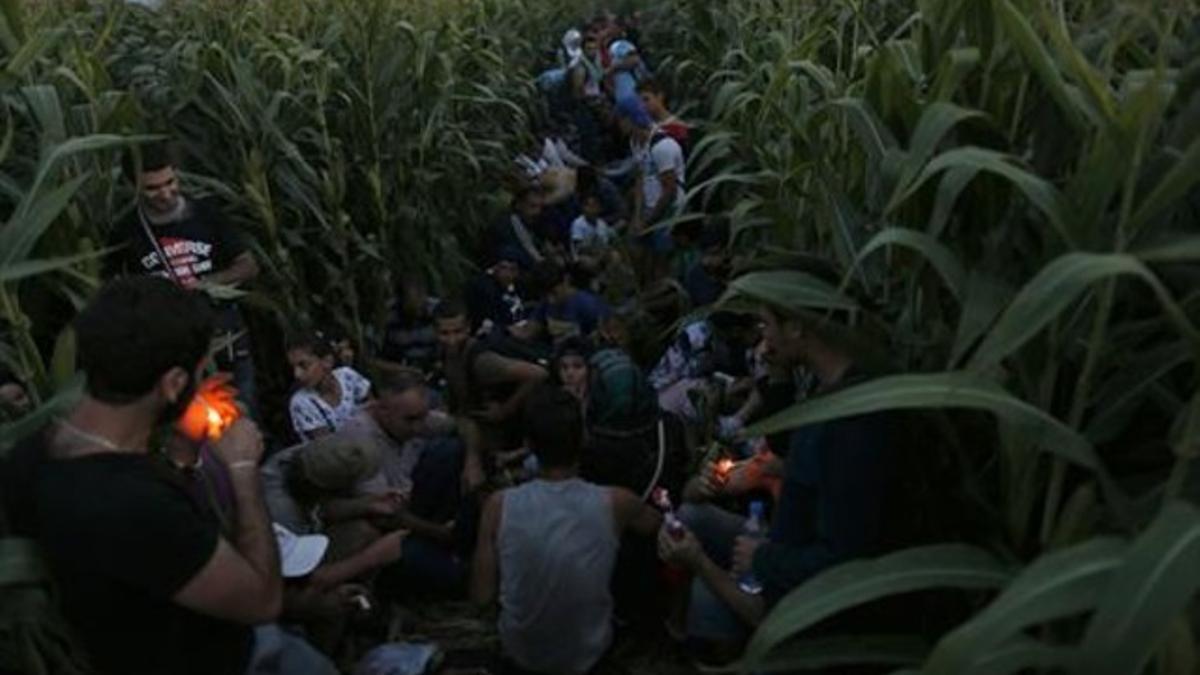 4. HACIA HUNGRÍA Unos inmigrantes se ocultanen Horgos, junto a la fronteraserbio-húngara.