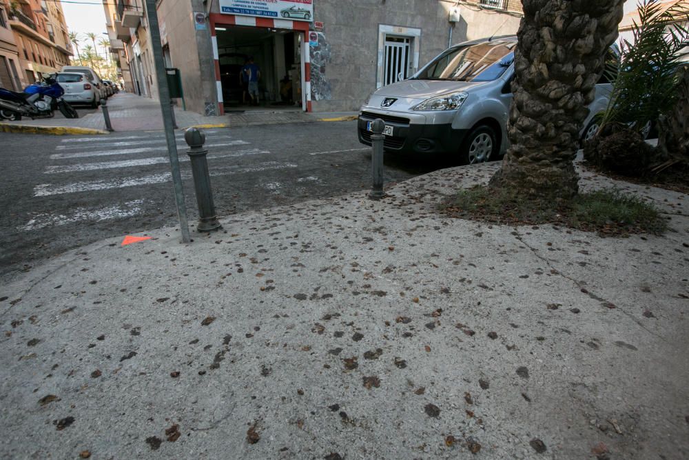 Suciedad en las calles de Elche por los dátiles