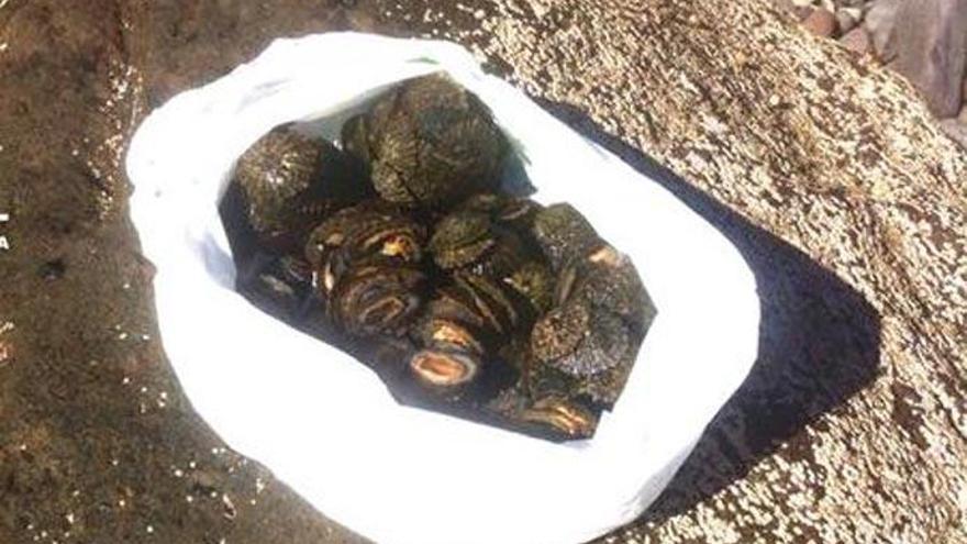 La Policía denuncia a cuatro personas por capturar 5 kilos de lapas en Las Canteras