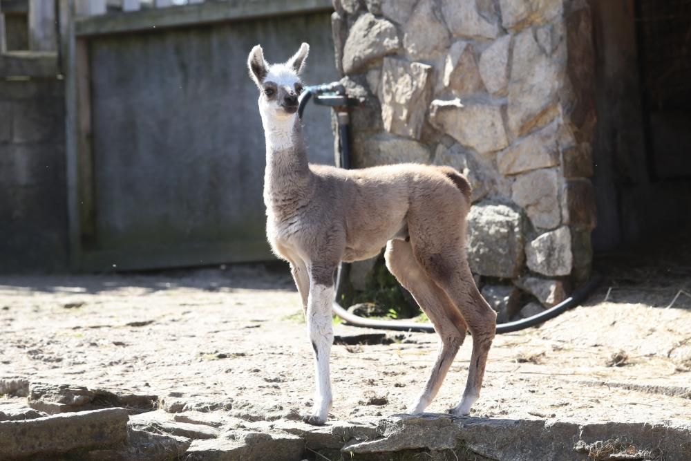 Visita escolar a Vigozoo